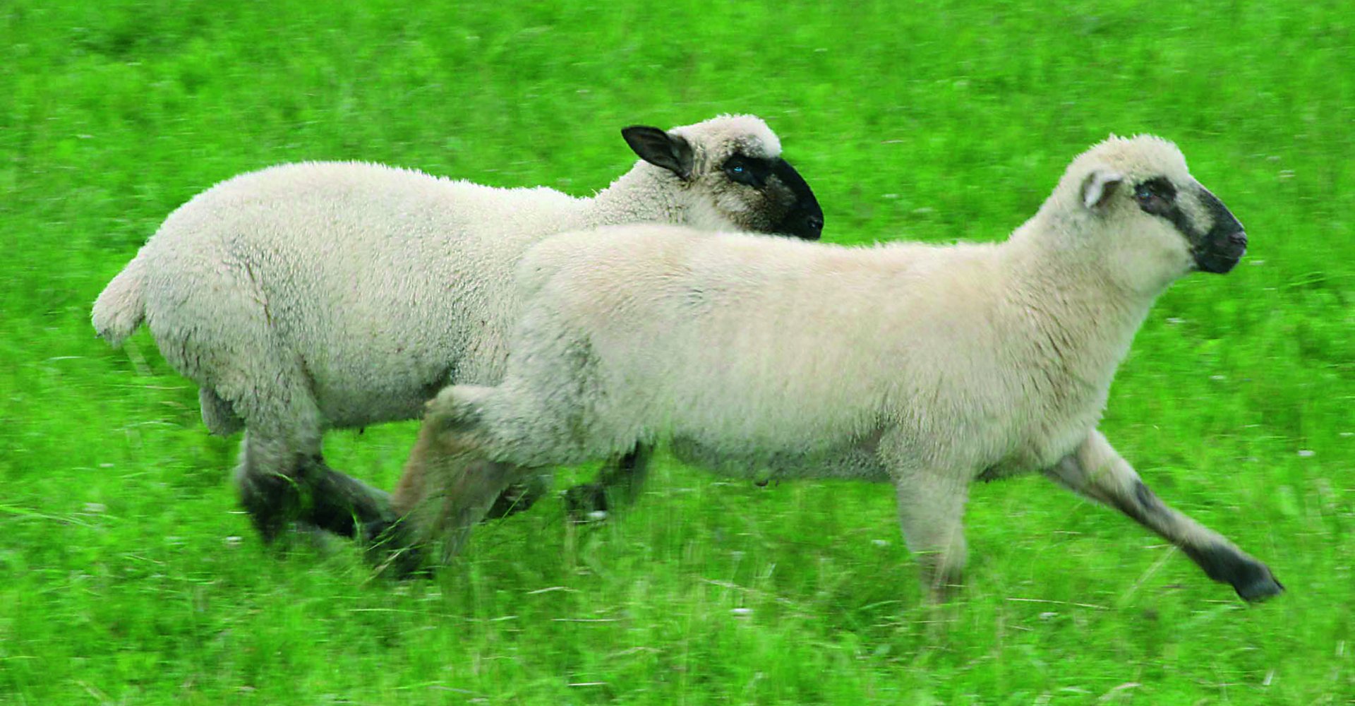 laufende Schafe auf der Weide