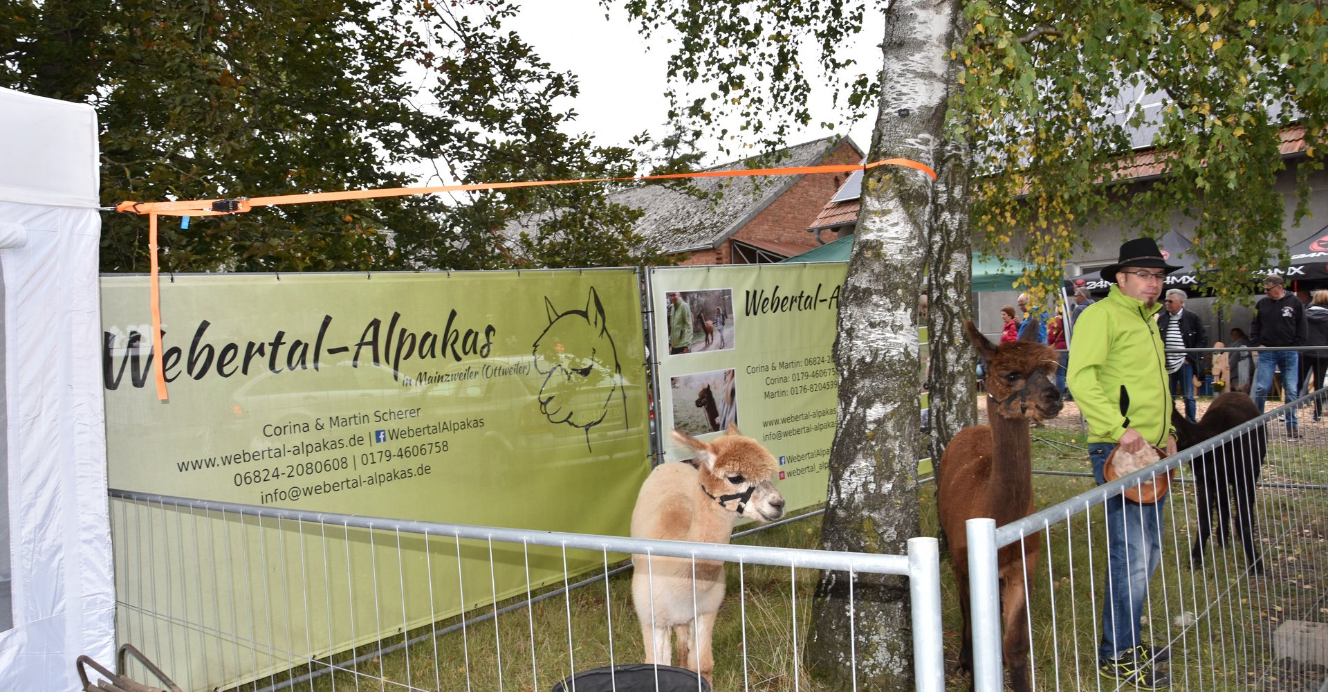 Alpakas