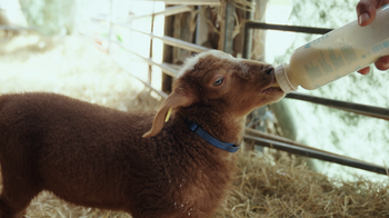Lämmchen wird mit der Flasche gefüttert