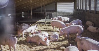 Schweinestall