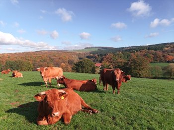Rinder auf der Weide
