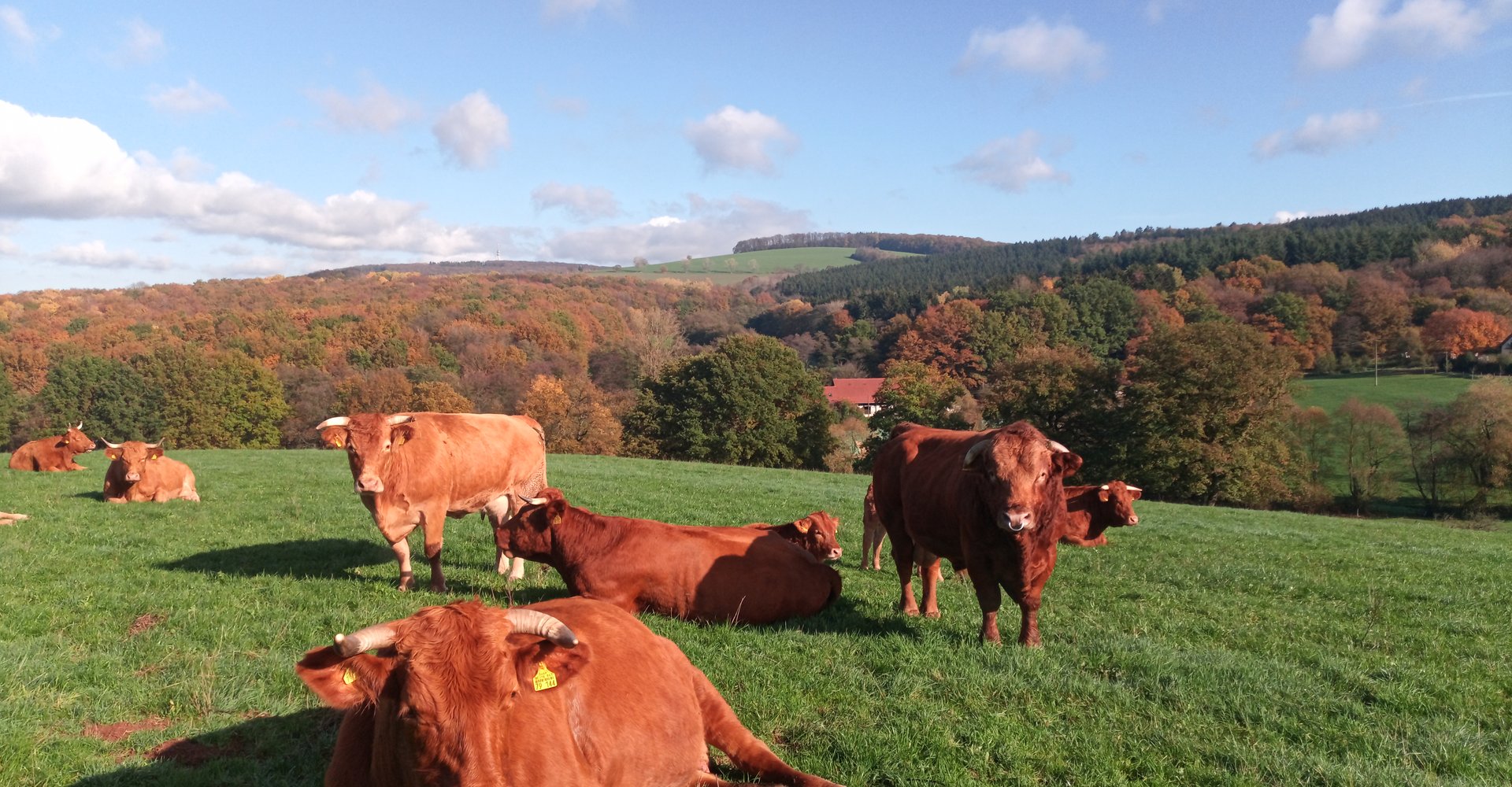 Rinder auf der Weide
