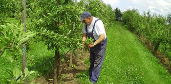 Obstbauer Scherschel bei der Arbeit