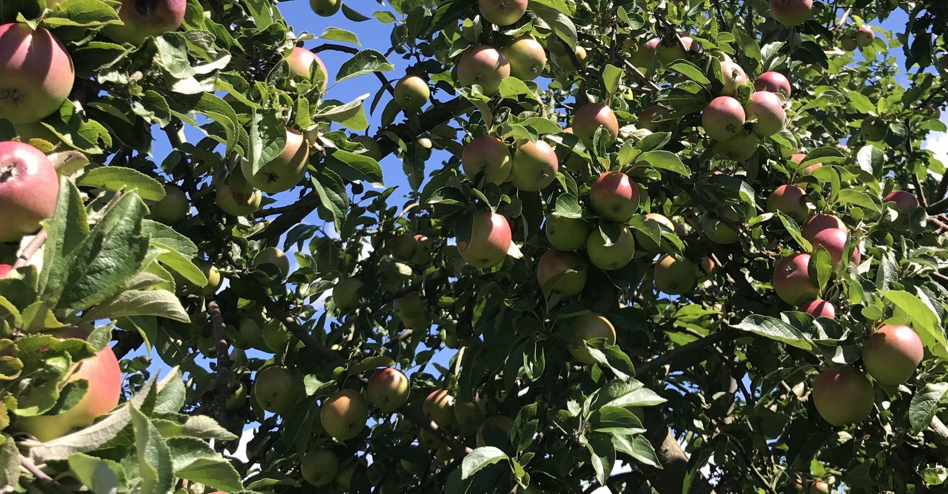 Apfelbaum