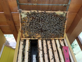 Bienenwabe im Bienenstock