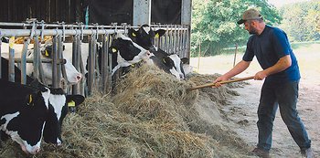 Milchkühe im Stall